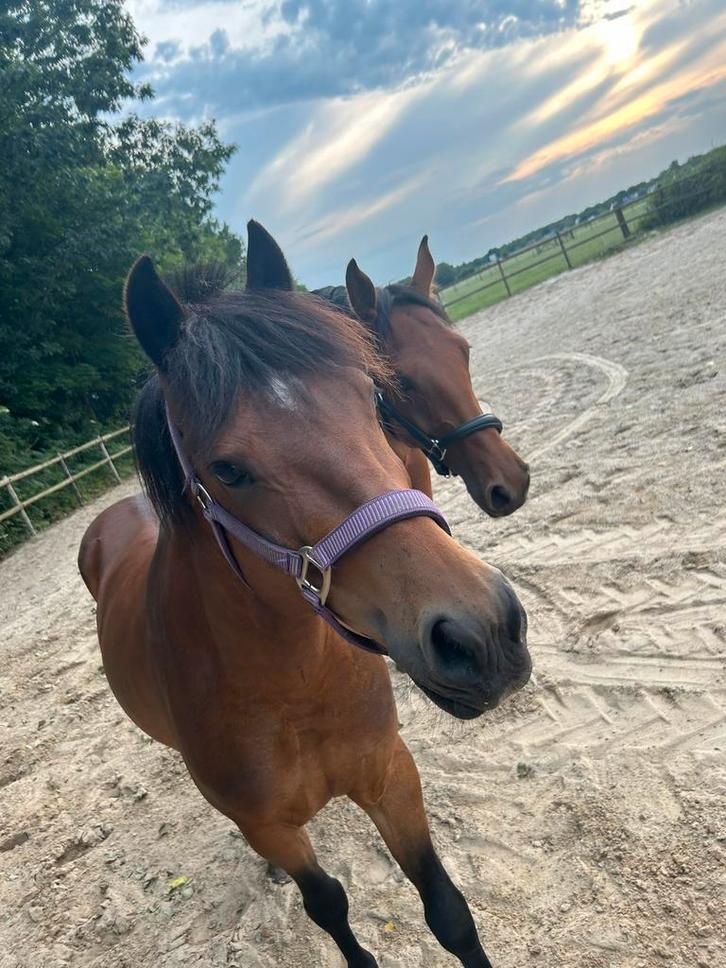 12 jarige klassieke new Forest pony te koop., Dieren en Toebehoren, Pony's, Ruin, Niet van toepassing, C pony (1.27m tot 1.37m)