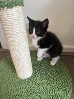 Kittens, Dieren en Toebehoren, Katten en Kittens | Overige Katten, Meerdere dieren, 0 tot 2 jaar