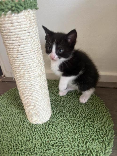 Kittens, Dieren en Toebehoren, Katten en Kittens | Overige Katten, Meerdere dieren, 0 tot 2 jaar