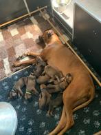 rhodesian Ridgeback pups met stamboom, 8 tot 15 weken, Groot, Meerdere, Meerdere dieren