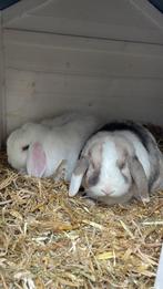 Twee super lieve konijntjes te koop incl. Toebehoren, Dieren en Toebehoren, Konijnen, Meerdere dieren, Dwerg, Hangoor, 0 tot 2 jaar