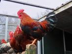 Gizmo, mooie jonge haan, Dieren en Toebehoren, Mannelijk, Kip