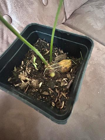 Cycas revoluta zaailing beschikbaar voor biedingen