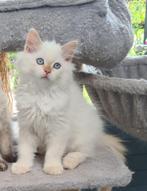 Kitten kruising Britse langhaar X Neva Masquerade, Dieren en Toebehoren, Katten en Kittens | Raskatten | Langhaar, Kater, Ontwormd