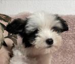 Maltipoo teefje, Dieren en Toebehoren, Honden | Chihuahua's en Gezelschapshonden, Rabiës (hondsdolheid), 15 weken tot 1 jaar, Overige rassen