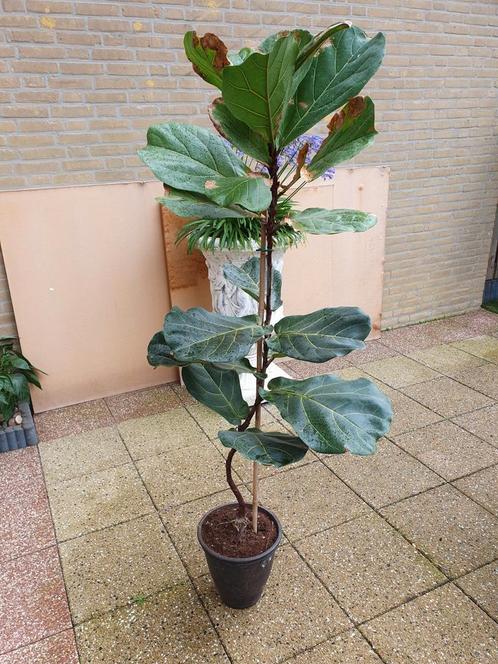 tabaksplant   1.70 cm, Huis en Inrichting, Kamerplanten, Overige soorten, 150 tot 200 cm, Groene kamerplant, Halfschaduw, In pot