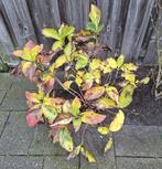 3 roze hortensia's, Tuin en Terras, Vaste plant, Halfschaduw, Lente, Ophalen
