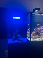 Compleet zoutwateraquarium 60L met levend steen en vis, Ophalen, Gebruikt, Gevuld zeewateraquarium