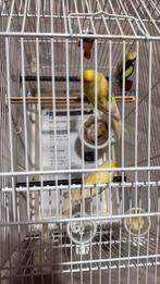 Kanarie, Dieren en Toebehoren, Vogels | Kanaries, Meerdere dieren, Kleurkanarie
