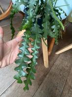 Zaag cactus stekjes, Ophalen of Verzenden, Overige soorten, Minder dan 100 cm