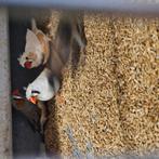 Diverse Kuifzebravinken, Dieren en Toebehoren, Vogels | Overige Vogels, Meerdere dieren, Tropenvogel