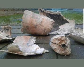 Wolharige mammoet tand kies stoottand Pleistoceen Mammuthus
 beschikbaar voor biedingen
