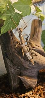 Wandelende takken eitjes, Dieren en Toebehoren, Insecten en Spinnen, Wandelende tak