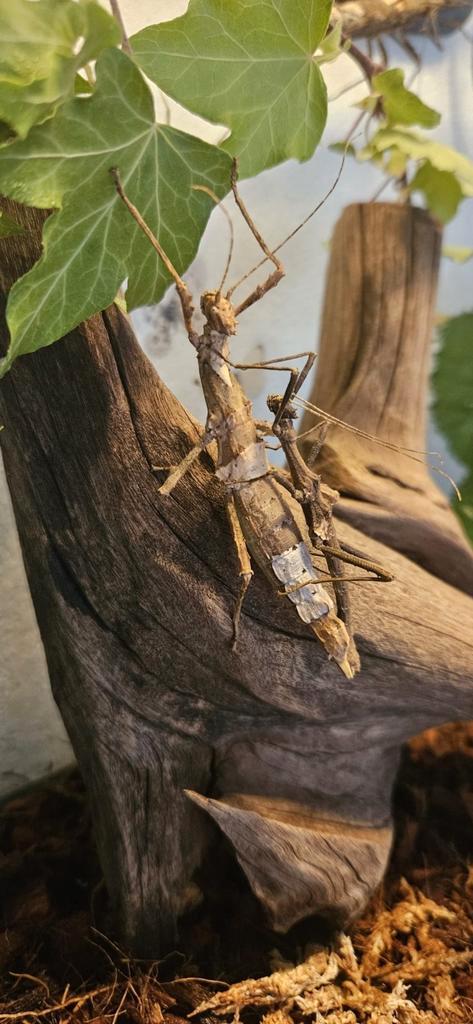 Wandelende takken eitjes, Dieren en Toebehoren, Insecten en Spinnen, Wandelende tak