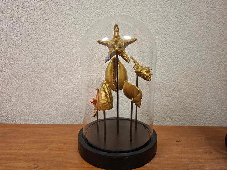 Glazen stolp met gouden schelpen - 27.5 cm hoog, Huis en Inrichting, Woonaccessoires | Stolpen, Zo goed als nieuw, Ophalen of Verzenden