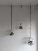 Glazen hang bollen met kunststof planten, Huis en Inrichting, Woonaccessoires | Overige, Ophalen of Verzenden, Zo goed als nieuw