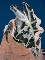 Alocasia Amazonica Snowflake p12 (1), Ophalen of Verzenden, Halfschaduw, Minder dan 100 cm