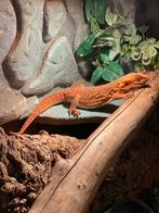 Mannetjes baardagaam + groot terrarium, Dieren en Toebehoren, Reptielen en Amfibieën, Hagedis, Met terrarium, 3 tot 6 jaar