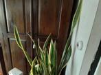 1m70 sanseveria, Ophalen, Halfschaduw, Minder dan 100 cm