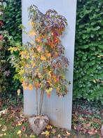 Amberboom meerstammig, Tuin en Terras, Planten | Bomen, Bloeit niet, Overige soorten, 100 tot 250 cm, Ophalen