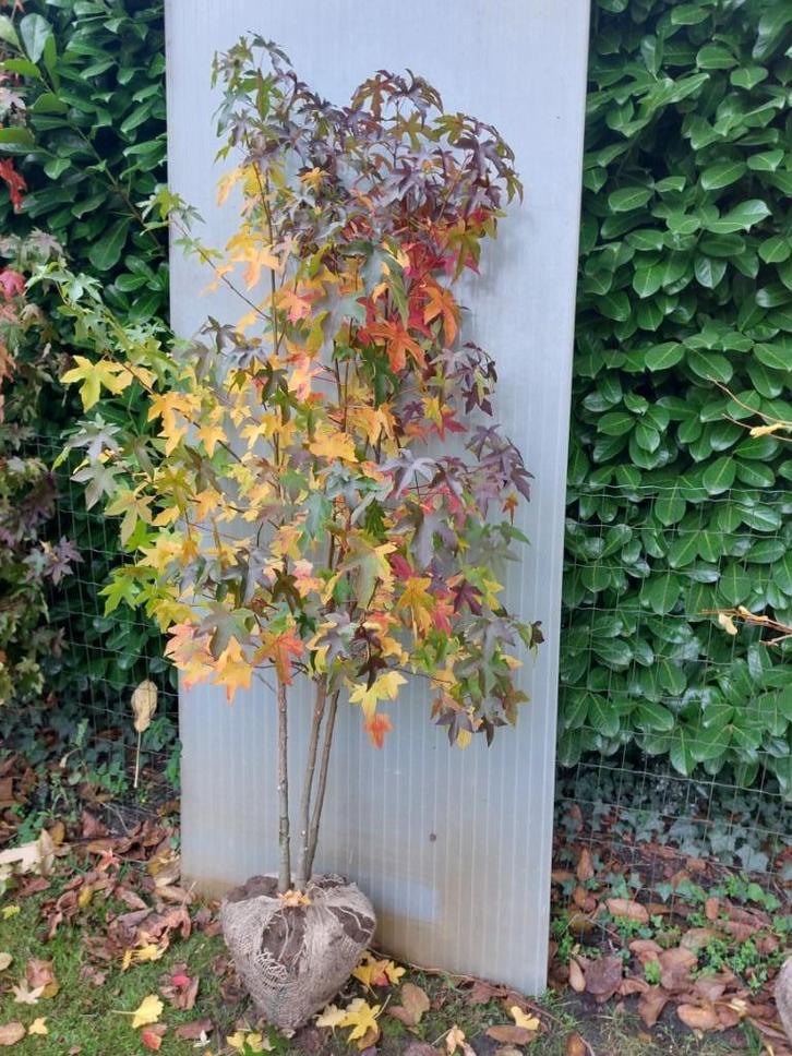 Amberboom meerstammig, Tuin en Terras, Planten | Bomen, Overige soorten, 100 tot 250 cm, Volle zon, Bloeit niet, Ophalen