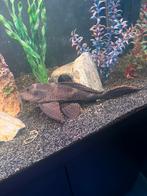 Hypostomus plecostomus – Pleco, Vis