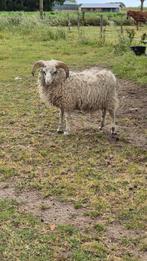 Mooie skudde ram!, Dieren en Toebehoren, Schapen, Geiten en Varkens, Mannelijk, Schaap, 0 tot 2 jaar