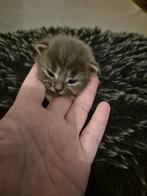 Ragdoll x maine coon kittens tekoop