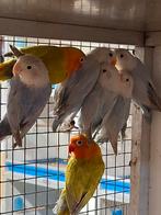 Fischeri dilute, Dieren en Toebehoren, Vogels | Parkieten en Papegaaien, Geslacht onbekend, Dwergpapegaai of Agapornis, Geringd