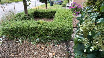 Buxus haag 12 meter beschikbaar voor biedingen