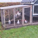 Kippen, Dieren en Toebehoren, Pluimvee | Toebehoren, Ophalen of Verzenden, Kippenhok of Kippenren