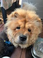 Beer en Blue, Dieren en Toebehoren, Honden | Poolhonden, Keeshonden en Oertypen, Rabiës (hondsdolheid), 15 weken tot 1 jaar, Meerdere