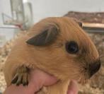 California cavia beer (man), Mannelijk, Cavia, Na 1 juli 2024, Tam