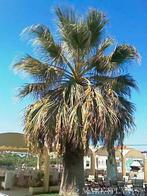 10 x Washingtonia Filifera palm boom zaden, Ophalen, Gehele jaar, Volle zon, Zaad
