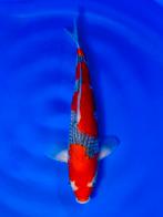 VHQ Jumbo Tosai Goshiki 35-40cm Japanse koi, Karper of Koi