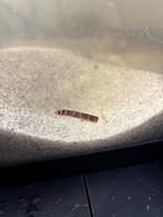 Aquarium incl toebehoren en vissen, Dieren en Toebehoren, Vis