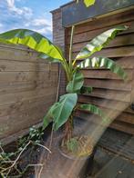 Musa basjoo, Tuin en Terras, Planten | Bomen, Ophalen, Volle zon, Overige soorten, 100 tot 250 cm