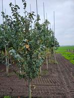 Tilia cordata te koop! (Winterlinde), Ophalen, Bloeit niet, Halfschaduw, Overige soorten