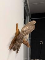 Opgezette Sperwer op Houten Plaat, Ophalen of Verzenden, Gebruikt, Vogel, Opgezet dier