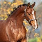 Prachtige merrie van Kjento x Ferdinand, Dieren en Toebehoren, Paarden, Merrie, Dressuurpaard, 3 tot 6 jaar, Onbeleerd