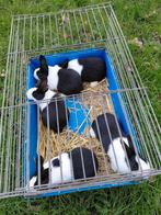 Jonge hollanders  nog 2 stuks, Dieren en Toebehoren, Konijnen, Meerdere dieren, Dwerg