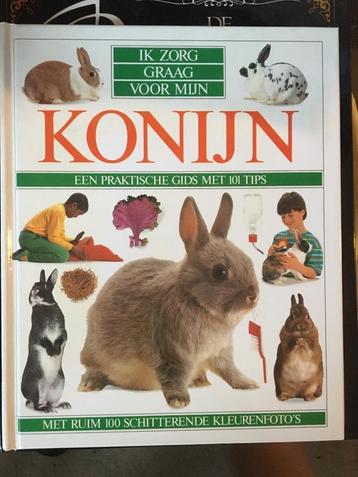 Ik zorg graag voor mijn konijn beschikbaar voor biedingen
