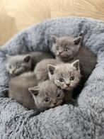 🐱Britse Korthaar kittens 🩷🩵, Dieren en Toebehoren, Meerdere dieren, Gechipt, 0 tot 2 jaar