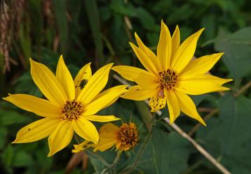 Aardpeer en zonnewortel knollen beschikbaar voor biedingen