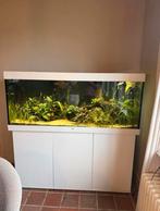 Zeer complete Juwel 450 aquariumset –  1 jaar oud, Ophalen, Zo goed als nieuw, Gevuld zoetwateraquarium