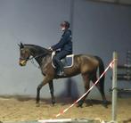 6 jarige merrie, Dieren en Toebehoren, Pony's, Merrie, Zadelmak, 3 tot 6 jaar