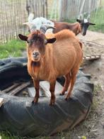 Dwergbok, Dieren en Toebehoren, Schapen, Geiten en Varkens, Mannelijk, Geit, 0 tot 2 jaar