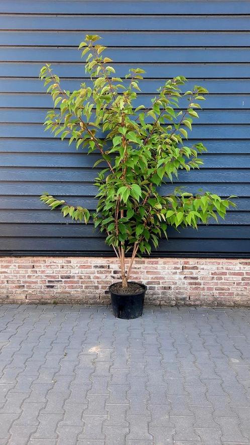 Prunus serrulata 'Kanzan'🌿 meerstam, Tuin en Terras, Planten | Struiken en Hagen, Overige soorten, Ophalen