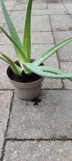 Aloe Vera, verschillende maten, Tuin en Terras, Planten | Tuinplanten, Zomer, Ophalen of Verzenden