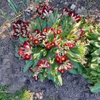 Primula, Vaste plant, Halfschaduw, Lente, Ophalen